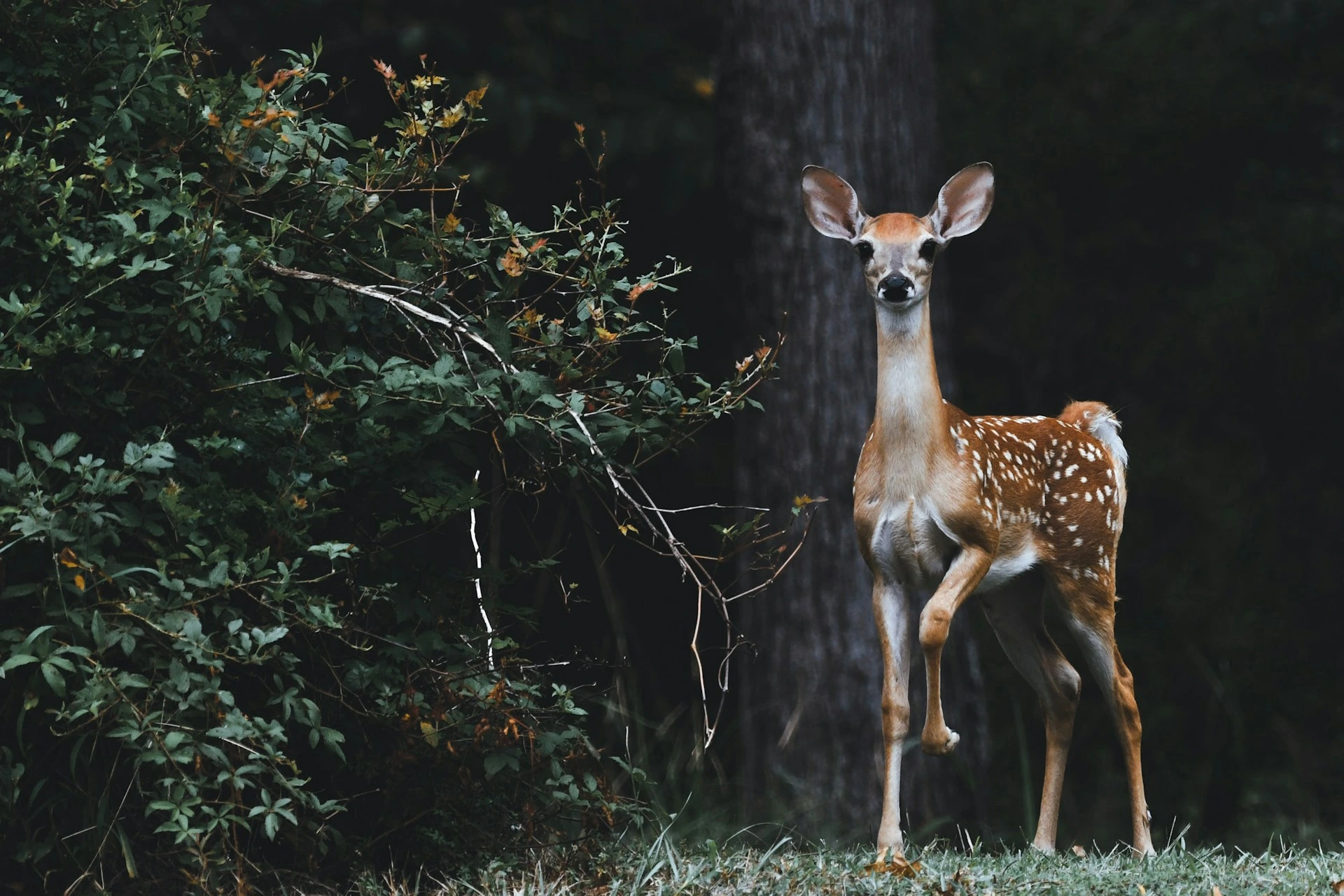 Google lancia SpeciesNet, un&rsquo;IA open-source per l&rsquo;identificazione della fauna selvatica