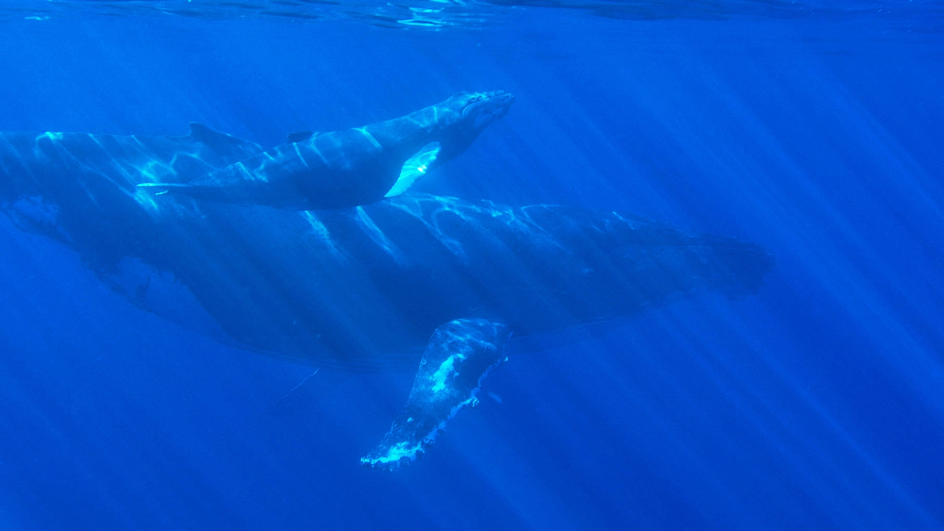 L&rsquo;IA Potrebbe Aiutare a Decifrare la Comunicazione delle Balene e Potenziare la Conservazione?